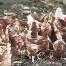 호양농장 이미지