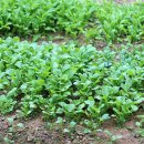 만발목장 이미지