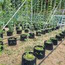 김진동농장 이미지