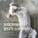[세부 다이빙샵 추천]내돈내산 세부 언더더씨 다이빙후기(feat. 프리다이빙&스쿠버다이빙)