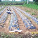 천인농장 이미지