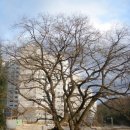 신목아파트 뒤 | 논실왕버들 시간을 품은 나무와 커피 향기의 만남