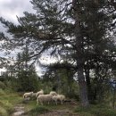 핑꾸옷장 이미지