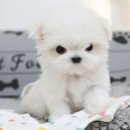 개냥이네 노원본점 이미지