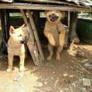 마시와 이미지