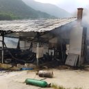 돼지한마리 이미지