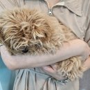 멍보드레 이미지