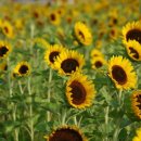 해바라기 이미지