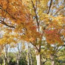 능수버들공원로 | [생태탐사] 2025.11.15. 서울월드컵공원 식물들(8)