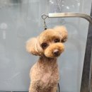 강남애니펫샵 이미지