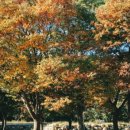 코스포덤 이미지