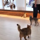 캣플헤븐 이미지