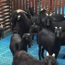 종축농장 이미지