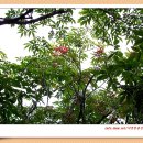 중풍(마가목열매) 이미지