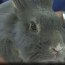 [Week1] Core Materials: Basic Animal Care - Rabbits 이미지