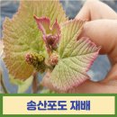 송산송이 이미지