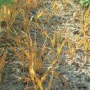 단골농약 이미지