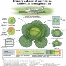 시온농약친환경자재 | 배추 농약 관리 초기 방제부터 후기 방제까지