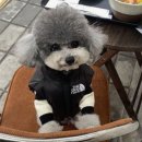 강아지 미용과 강아지 하네스 패딩 겨울옷 <b>보니앤독</b>