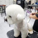 애견미용사 3급 자격증 과정 2 이미지