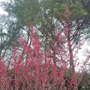 번개약수터 | 양산 통도사 홍매화 개화상황 | 우담바라 꽃 발견! 2월 방문 후기