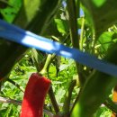 나금이네 이미지