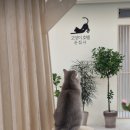 고양이호텔 윤집사 이미지