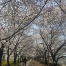 에덴음수대공중화장실 | 안양천 벚꽃 개화 현황 | 아이와 주말 꽃구경 나들이 추천