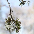 친수공원아름다운자연식물섬 | 서울 선유도공원 벚꽃 피크닉 하기 좋은 명소 아이와 가볼만한곳 일요일 풍경