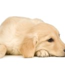 고막농장 이미지