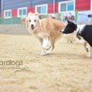 스타애견 이미지