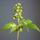 대마웰빙관 이미지