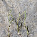 그린아이즈 이미지