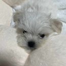 로얄독 강아지분양 화성동탄점 이미지