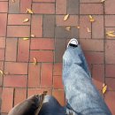 루시 | 251109 루시 콘서트 후기