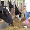 정동목장 이미지