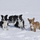 아라동물병원 이미지