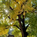 산내별장 펜션 | 밀양 여행 프롤로그 :: 가을 여행지 추천 (금시당 유원지, 도곡별장, 달구 돼지국밥, 어서 이곳 )