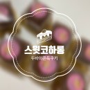 스윗아이디어스 | 스윗코하롱 두바이쫀득쿠키 아이디어스 후기 많은 곳!