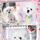 지오애견미용샵 이미지