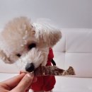 펫띠아모