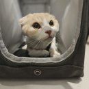 고양이미용호텔_미야옹 이미지