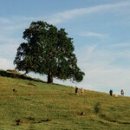 Ogu Ogu Dog 이미지