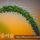 음양지교 이미지