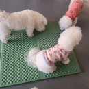 양지유치원 네이버블로그