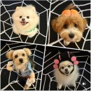 동심유치원 | [미사 애견유치원] 퍼시독에 가야 할 이유 7가지