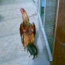 일죽농장 이미지