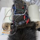데이즈동물의료센터 | 페키니즈 경추디스크 | 디스크 치료 | 데이즈동물의료센터 | 강아지 한방치료 | 2동탄 강아지 한방병원