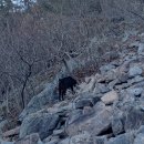 송백 흑염소 이미지