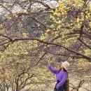 이천산수유마을 이미지